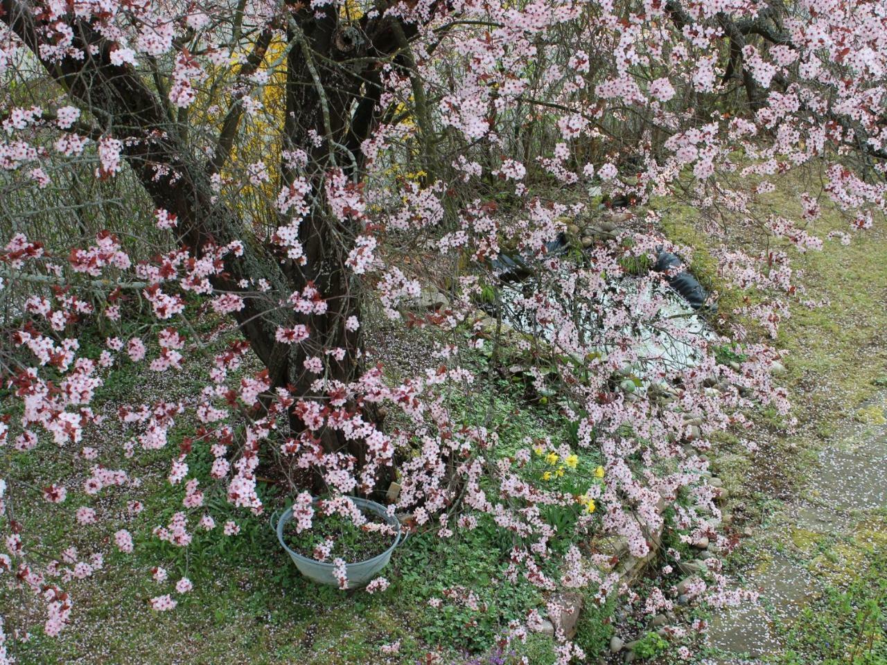 Zur Alten Scheune Balingen Luaran gambar